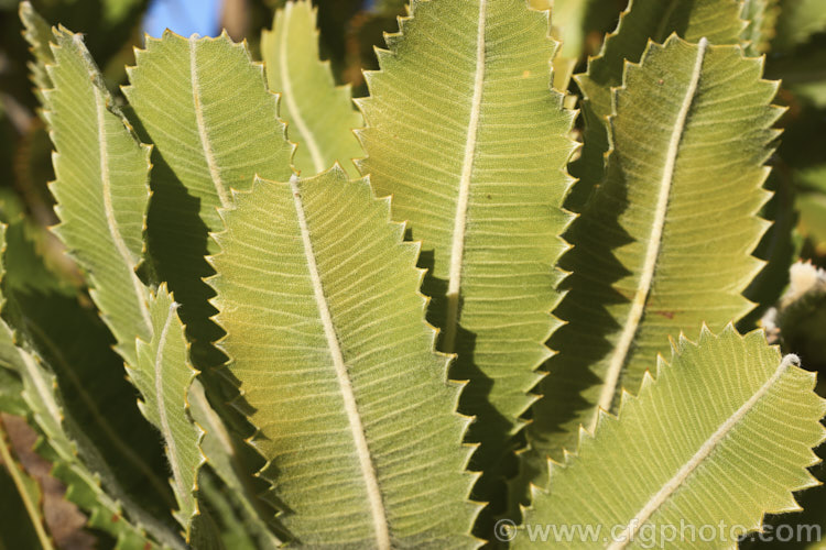 The underside of the foliage of the Saw. Banksia or Red Honeysuckle (<i>Banksia serrata</i>), a 10-16m tall species from eastern Australia. The name. Red Honeysuckle refers to the colour of the beautifully grained wood, while. Saw. Banksia comes from the sharp, coarsely serrated edges of the stiff leathery leaves. Order: Proteales, Family: Proteaceae