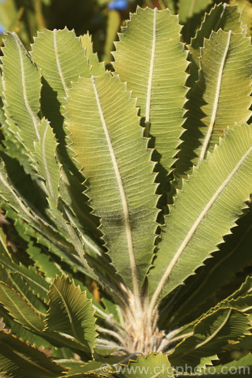 The underside of the foliage of the Saw. Banksia or Red Honeysuckle (<i>Banksia serrata</i>), a 10-16m tall species from eastern Australia. The name. Red Honeysuckle refers to the colour of the beautifully grained wood, while. Saw. Banksia comes from the sharp, coarsely serrated edges of the stiff leathery leaves. Order: Proteales, Family: Proteaceae