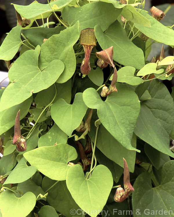 Aristolochia argentina, a rhizomatous climber native to Argentina. The flowers are small and not highly ornamental but its rhizomes yield several extracts, including one that may yield a synthetic fuel. Order: Piperales, Family: Aristolochiaceae