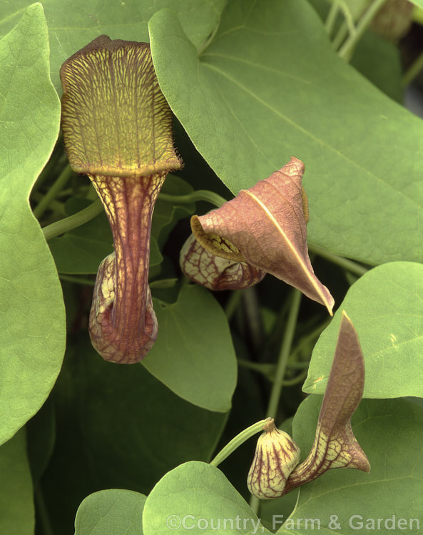 Aristolochia argentina, a rhizomatous climber native to Argentina. The flowers are small and not highly ornamental but its rhizomes yield several extracts, including one that may yield a synthetic fuel. Order: Piperales, Family: Aristolochiaceae