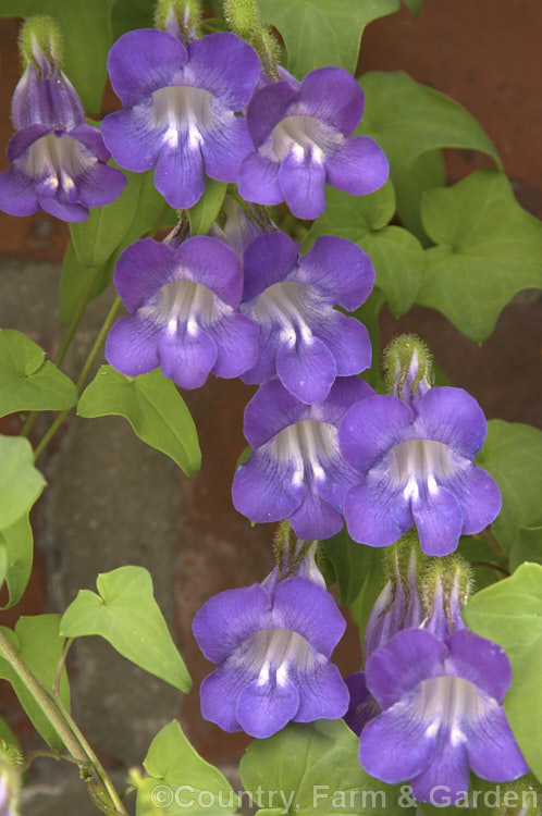 Asarina barclaiana (syn. Maurandya barclaiana</i>), a perennial, summer-flowering climber native to Mexico. The flower colour range from pink to the more common deep purple. asarina-2369htm'>Asarina. <a href='plantaginaceae-plant-family-photoshtml'>Plantaginaceae</a>.