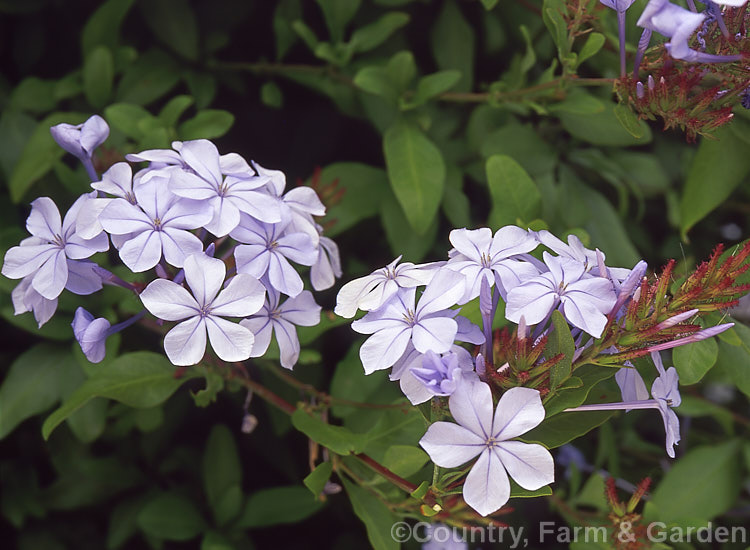 Cape. Leadwort (<i>Plumbago auriculata [syn. Plumbago capensis]), a lax evergreen shrub native to South Africa. It is often trained as a climber or hedging plant. plumbago-2745htm'>Plumbago. <a href='plumbaginaceae-plant-family-photoshtml'>Plumbaginaceae</a>.