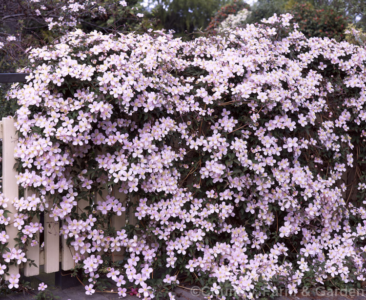 <i>Clematis montana</i> 'Elizabeth', a mildly fragrant, heavy-flowering cultivar of a deciduous spring-blooming climber from central and western China and the Himalayas.