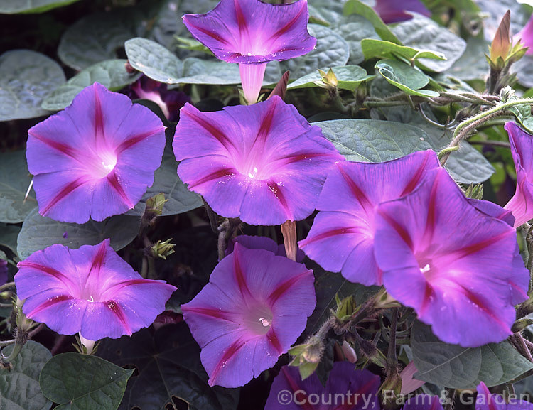 Common Morning Glory (<i>Ipomoea purpurea</i>), a tuberous-rooted climbing, twining perennial, originally from tropical and subtropical Asia and Africa but now well-established in mild climates worldwide. It can be rather invasive, growing rapidly and self-sowing freely. ipomoea-2702htm'>Ipomoea. <a href='convolvulaceae-plant-family-photoshtml'>Convolvulaceae</a>.