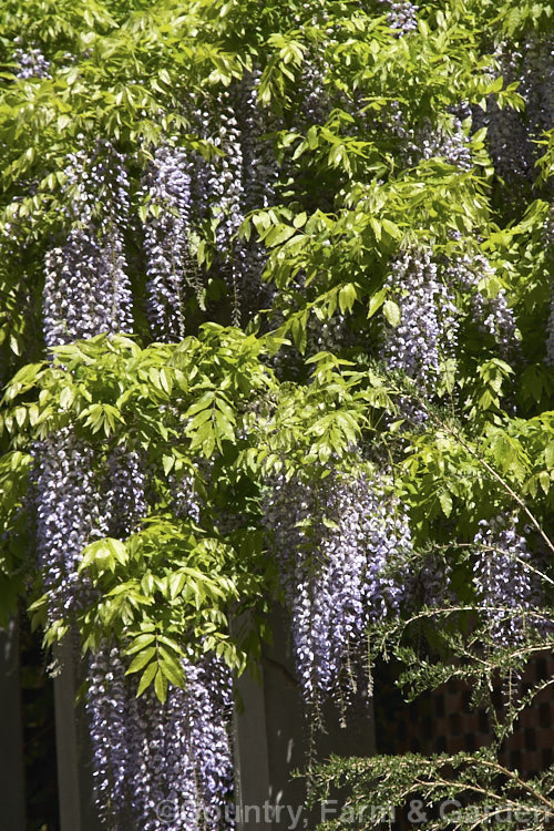 Chinese Wisteria (<i>Wisteria sinensis</i>). The stem of this species twines in the opposite direction to that of the Japanese Wisteria: anti-clockwise not clockwise. wisteria-2308htm'>Wisteria.