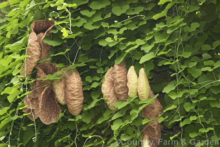 Giant Birthwort or Dutchman's Pipe (<i>Aristolochia gigantea</i>), a very vigorous climber native to Panama. It is easily capable of climbing 20m. The flowers can be up to 30cm across. They have a meat-red colouration that appeals to the flies that pollinate them. Order: Piperales, Family: Aristolochiaceae