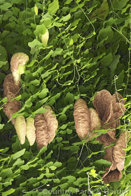 Giant Birthwort or Dutchman's Pipe (<i>Aristolochia gigantea</i>), a very vigorous climber native to Panama. It is easily capable of climbing 20m. The flowers can be up to 30cm across. They have a meat-red colouration that appeals to the flies that pollinate them. Order: Piperales, Family: Aristolochiaceae