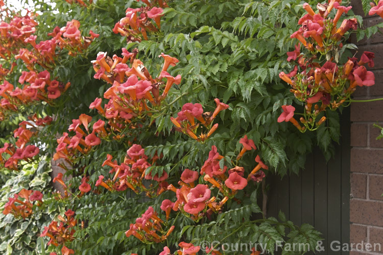 Campsis x tagliabuana 'Mme Galen', a popular cultivar of the Trumpet Creeper, a large-flowered climber that blooms from early summer until well into autumn. It climbs by scrambling and using small adhesive pads of aerial roots and is one of several hybrids between the Chinese Campsis grandiflora and the North American Campsis radicans. Order: Lamiales, Family: Bignoniaceae