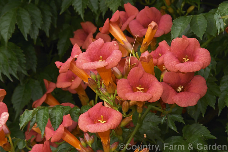 Campsis x tagliabuana 'Mme Galen', a popular cultivar of the Trumpet Creeper, a large-flowered climber that blooms from early summer until well into autumn. It climbs by scrambling and using small adhesive pads of aerial roots and is one of several hybrids between the Chinese Campsis grandiflora and the North American Campsis radicans. Order: Lamiales, Family: Bignoniaceae