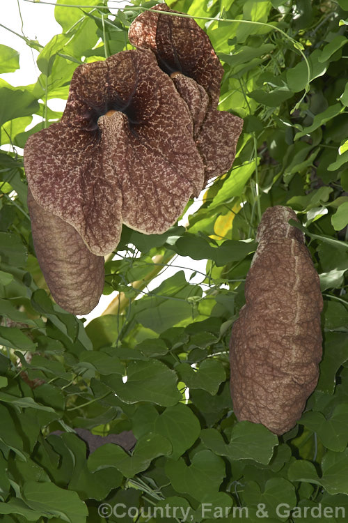 Giant Birthwort or Dutchman's Pipe (<i>Aristolochia gigantea</i>), a very vigorous climber native to Panama. It is easily capable of climbing 20m. The flowers can be up to 30cm across. They have a meat-red colouration that appeals to the flies that pollinate them. Order: Piperales, Family: Aristolochiaceae