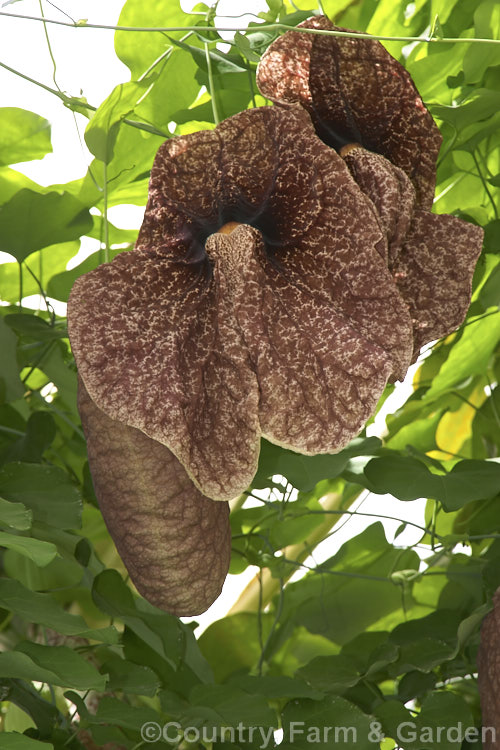 Giant Birthwort or Dutchman's Pipe (<i>Aristolochia gigantea</i>), a very vigorous climber native to Panama. It is easily capable of climbing 20m. The flowers can be up to 30cm across. They have a meat-red colouration that appeals to the flies that pollinate them. Order: Piperales, Family: Aristolochiaceae