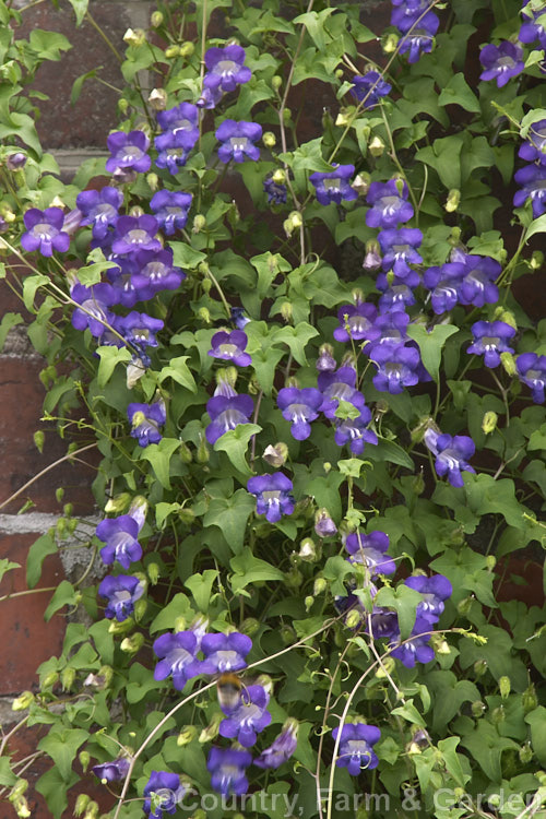 Asarina barclaiana (syn. Maurandya barclaiana</i>), a perennial, summer-flowering climber native to Mexico. The flower colour range from pink to the more common deep purple. asarina-2369htm'>Asarina. <a href='plantaginaceae-plant-family-photoshtml'>Plantaginaceae</a>.