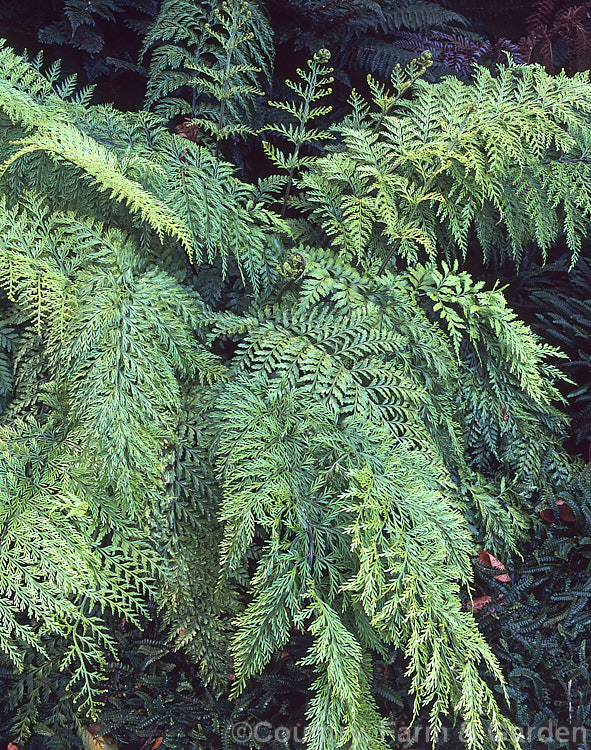 Hen and Chickens. Fern (<i>Asplenium bulbiferum</i>), an evergreen fern native to Australia and New Zealand So-named for the small plantlets that form along the edge of the fronds, as can be seen in this image. asplenium-2279htm'>Asplenium. <a href='aspleniaceae-plant-family-photoshtml'>Aspleniaceae</a>.