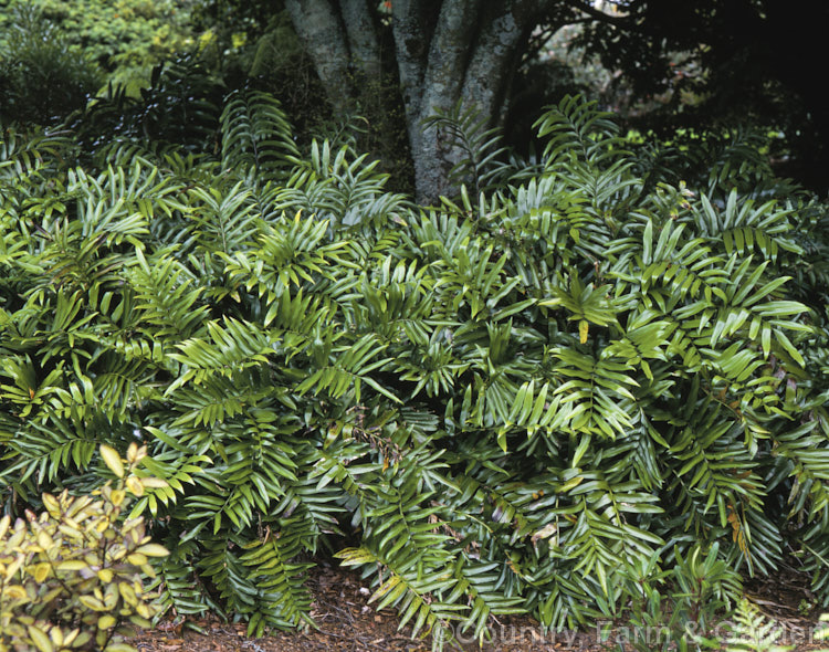 Shining Spleenwort or Huruhuru. Whenua (<i>Asplenium oblongifolium</i>), a very distinctive evergreen, glossy-leafed New Zealand fern with 1m long fronds. Its spreads to form a clump well over 1m wide. asplenium-2279htm'>Asplenium. <a href='aspleniaceae-plant-family-photoshtml'>Aspleniaceae</a>.