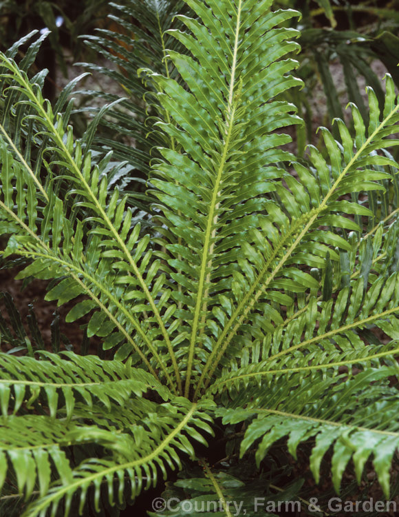 Miniature Tree Fern (<i>Blechnum gibbum</i>), a fern native to Fiji. It can grow to around 90cm tall, with a black, trunk-like caudex, but often remains at ground level. The sterile fronds are up to 90cm long