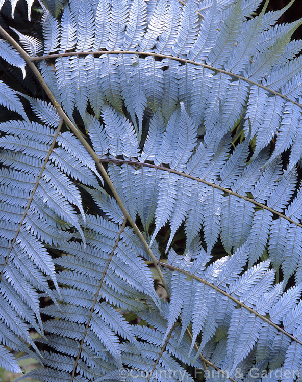 Undersides of the fronds of the Silver Fern or Ponga (<i>Cyathea dealbata [syn. Alsophila tricolor]), a tree fern native to New Zealand Only the undersides of the mature fronds are silvery. Order: Cyatheales, Family: Cyatheaceae