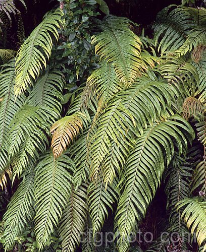 Blechnum novae-zelandiae, formerly considered a variety of Blechnum capense, this widely distributed New Zealand fern now has a specific rank of its own. It quickly colonises roadside banks