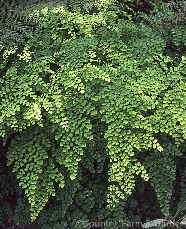 Common Maidenhair Fern (<i>Adiantum aethiopicum</i>), spreading, clump-forming fern found in South Africa, Australia and New Zealand. The fine, lacy, light green fronds are up to 80cm long. Order: Polypodiales, Family: Pteridaceae