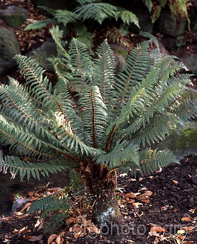 Shield Fern (<i>Polystichum neozelandicum [syn. Polystichum richardii, Polystichum vestitum var. richardii</i>), a small fern with tough, leathery, scaly fronds. Native to New Zealand where it occurs over much of the country. Order: Polypodiales, Family: Dryopteridaceae