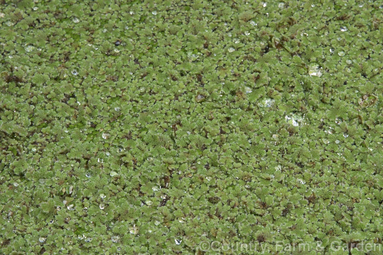 Water. Fern or Fairy Moss (<i>Azolla rubra</i>), one of eight species of very similar floating ferns found throughout the world, that spread quickly in still water. azolla-2392htm'>Azolla. <a href='salviniaceae-plant-family-photoshtml'>Salviniaceae</a>.