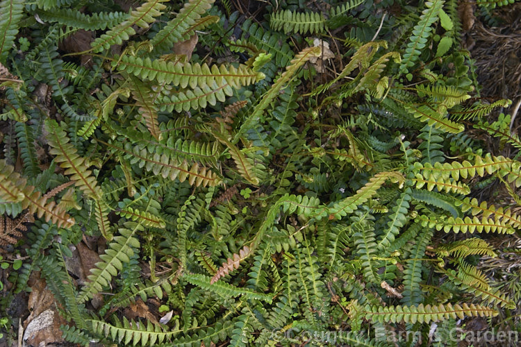 Blechnum penna-marina, a creeping rhizomatous fern with very distinct fertile fronds. It is often found growing in rock crevices and occurs over much of the temperate and Subantarctic Southern Hemisphere