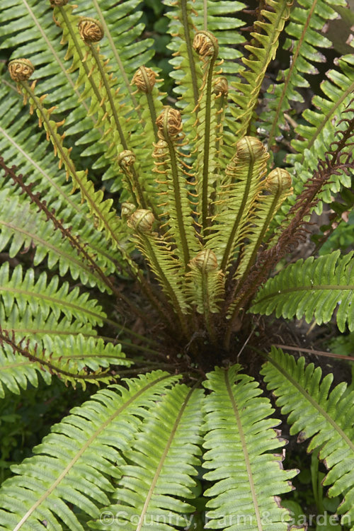 Crown. Fern or Piu. Piu (<i>Blechnum discolor</i>), a fern native to New Zealand and found throughout the country. It has distinctly different fertile (spore-bearing</i>) and sterile fronds and may develop a narrow trunk to around 30cm tall