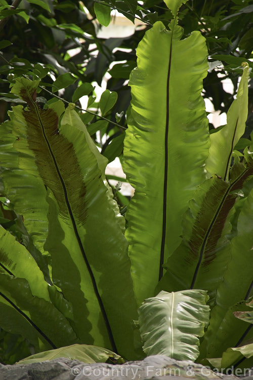 Underside of the fronds of a Bird's Nest. Fern (<i>Asplenium nidus</i>), showing the sporangia. Found throughout the Old. World tropics, this fern has undivided leathery fronds up to 15m long. The common name refers to the rosette-like growth habit that forms a central 'nest'. asplenium-2279htm'>Asplenium. <a href='aspleniaceae-plant-family-photoshtml'>Aspleniaceae</a>.