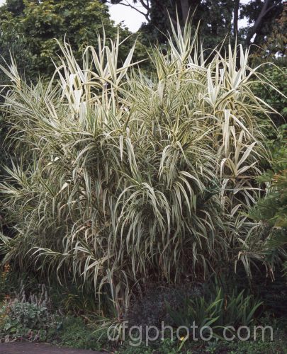 Variegated Giant Reed. Arundo donax 'Variegata', a 3m tall, cream and green variegated cultivar of the Giant Reed, a Mediterranean bamboo-like perennial with stems up to 6m tall arundo-2368htm'>Arundo. .