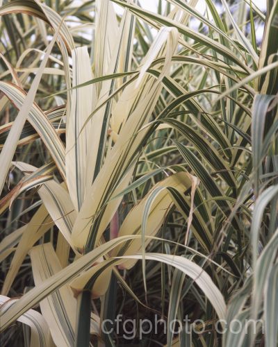 Variegated Giant Reed. Arundo donax 'Variegata', a 3m tall, cream and green variegated cultivar of the Giant Reed, a Mediterranean bamboo-like perennial with stems up to 6m tall arundo-2368htm'>Arundo. .