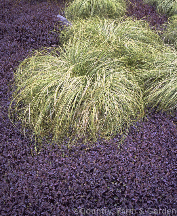 <i>Carex comans</i> 'Frosted Curls' with <i>Acaena</i> 'Purple Haze'. This form of a New Zealand native grass with silver-tinted, slightly curled leaf tips is tough and adaptable but needs frequent division to keep it looking fresh. Order: Poales, Family: Cyperaceae