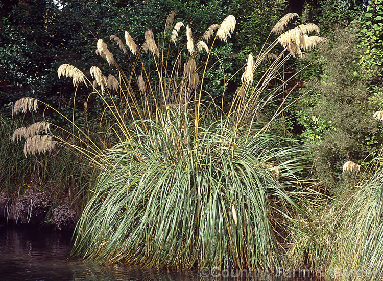 Toe. Toe (<i>Austroderia richardii [syn. Cortaderia richardii]), a 2-3m tall grass native to New Zealand It is superficially similar to the South American pampas grass (<i>Cortaderia selloana</i>) but has narrower leaves and less densely packed flower plumes. austroderia-3545htm'>Austroderia. .