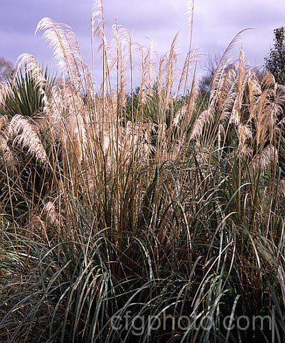 Toe. Toe (<i>Austroderia richardii [syn. Cortaderia richardii]), a 2-3m tall grass native to New Zealand It is superficially similar to the South American pampas grass (<i>Cortaderia selloana</i>) but has narrower leaves and less densely packed flower plumes. austroderia-3545htm'>Austroderia. .