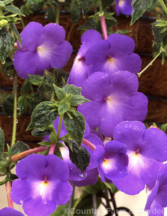 <i>Achimenes longiflora</i>, a perennial, up to 60cm high, with soft stems and leaves covered in fine hairs. Found from Mexico to Panama. Order: Lamiales, Family: Gesneriaceae