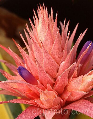 <i>Aechmea recurvata</i> 'Aztec Gold', a variegated foliaged cultivar of a bromeliad found over much of warm-temperate to subtropical South America. It was introduced in the 1980s. Order: Poales, Family: Bromeliaceae