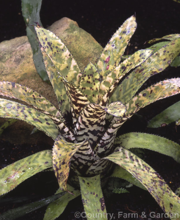 Finger of God (<i>Aechmea orlandiana</i>), a brilliantly marked epiphytic or ground-dwelling. Brazilian bromeliad. The flower spike is bipinnate with yellow-edged white flowers and red bracts. Order: Poales, Family: Bromeliaceae