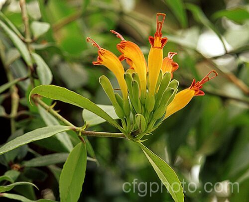 <i>Aeschynanthus speciosus</i>, a lax-branched shrubby Malaysian evergreen that is often grown as a hanging basket plant. It flowers prolifically in warm humid conditions. Order: Lamiales, Family: Gesneriaceae