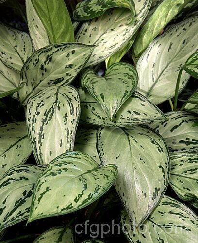 <i>Aglaonema commutatum</i>, from the Philippines and eastern Indonesia, this is the most widely grown aglaonema and has given rise to several cultivars, varying in their leaf markings. Order: Alismatales, Family: Araceae