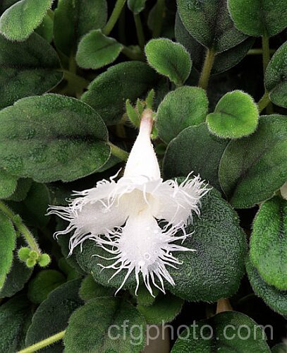 Lace Flower. Vine (<i>Alsobia dianthiflora</i>), a relative of the African violet, this perennial from Costa. Rica and Mexico is usually grown in a hanging basket. alsobia-2320htm'>Alsobia.