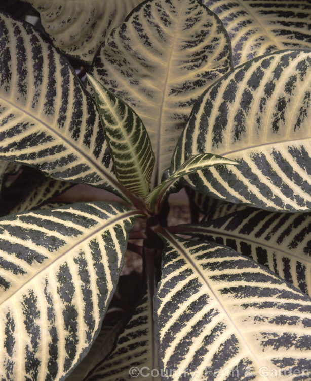 Aphelandra squarrosa 'Snowflake', a variegated cultivar of the Zebra Plant, a Brazilian evergreen shrub that is widely grown as a house plant. Its yellow flowerheads are mainly composed of bracts, the true flowers are white. aphelandra-2346htm'>Aphelandra.