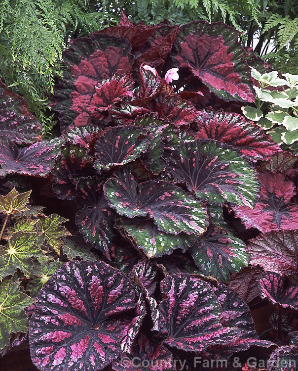 Begonia rex-cultorum hybrids, developed from Begonia rex and relatedAsian species, these mainly rhizomatous plants occur in a huge range of forms with magnificently marked and coloured foliage. Order: Cucurbitales, Family: Begoniaceae