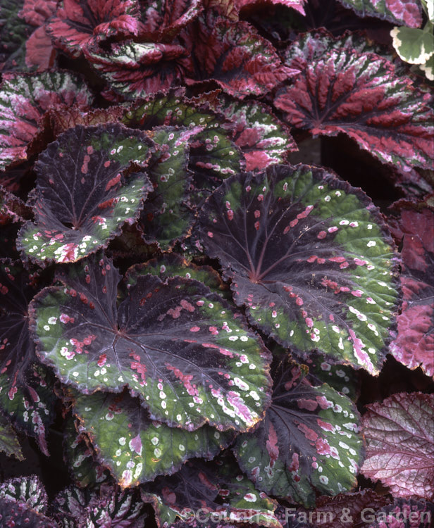 Begonia rex-cultorum hybrid Developed from Begonia rex and relatedAsian species, these mainly rhizomatous plants occur in a huge range of forms with magnificently marked and coloured foliage. Order: Cucurbitales, Family: Begoniaceae