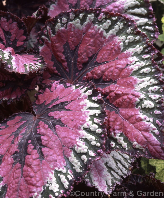 Begonia rex-cultorum hybrid Developed from Begonia rex and relatedAsian species, these mainly rhizomatous plants occur in a huge range of forms with magnificently marked and coloured foliage. Order: Cucurbitales, Family: Begoniaceae