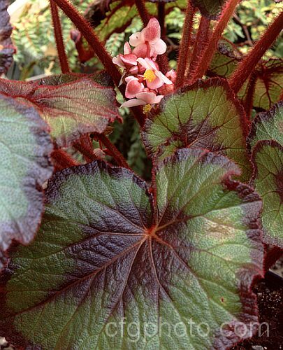 Begonia rex-cultorum 'Fire Flush' (syn 'Bettina. Rothschild'), an upright-stemmed hybrid with very conspicuous bright red leaf hairs and scented white to soft pink flowers. Order: Cucurbitales, Family: Begoniaceae