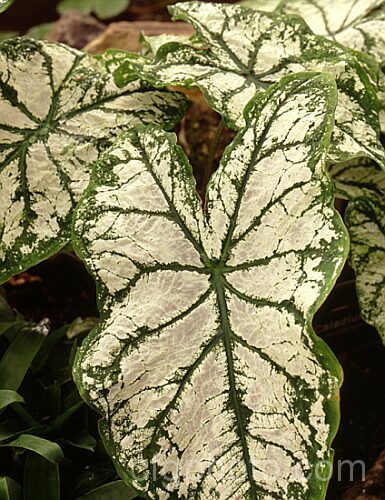 Caladium bicolor 'White Christmas', a white-variegated cultivar an ornamental foliage perennial originally found in northern South America and which has been extensively developed into a myriad of forms.