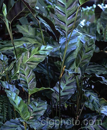 Calathea lietzei, a clump-forming. Brazilian perennial with stems up to 60cm high and leaves to 20cm long. Often grown as a house plant, it occurs in several foliage forms.