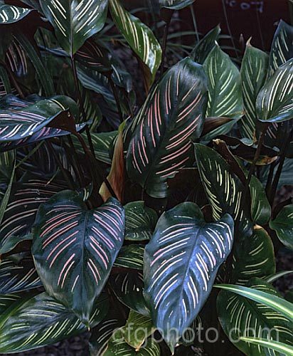 Calathea majestica ( syn. C ornata</i>) 'Roseolineata', a pink-veined form of a rhizomatous perennial from Guyana, Colombia and Ecuador that is often grown as a house plant.