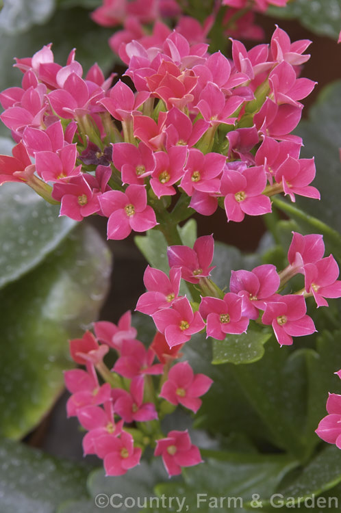 Kalanchoe blossfeldiana photo at Pictures of Plants stock image library