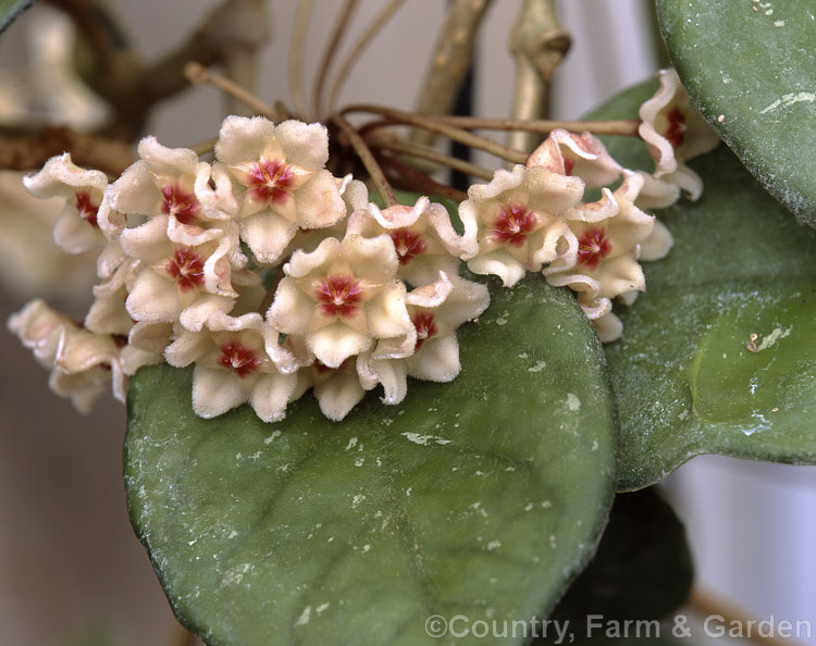 Hoya motoskei, a vigorous climber, relatively hardy for a hoya, found in southern Japan and Okinawa. It grows to around 6m tall and has long-lasting, strongly scented flowers. hoya-2202htm'>Hoya. Order: Gentianales, Family: Apocynaceae