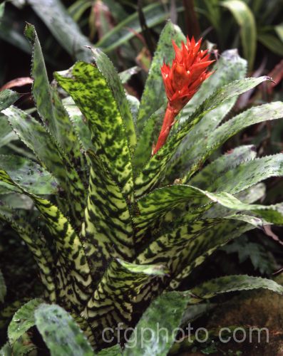 Finger of God (<i>Aechmea orlandiana</i>), a brilliantly marked epiphytic or ground-dwelling. Brazilian bromeliad. The flower spike is bipinnate with yellow-edged white flowers and red bracts. Order: Poales, Family: Bromeliaceae