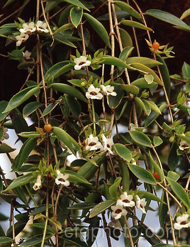 Codonanthe gracilis, a trailing or creeping shrub native to southern Brazil. A member of the African Violet family, it is often grown as hanging basket house or greenhouse plant. codonanthe-2812htm'>Codonanthe